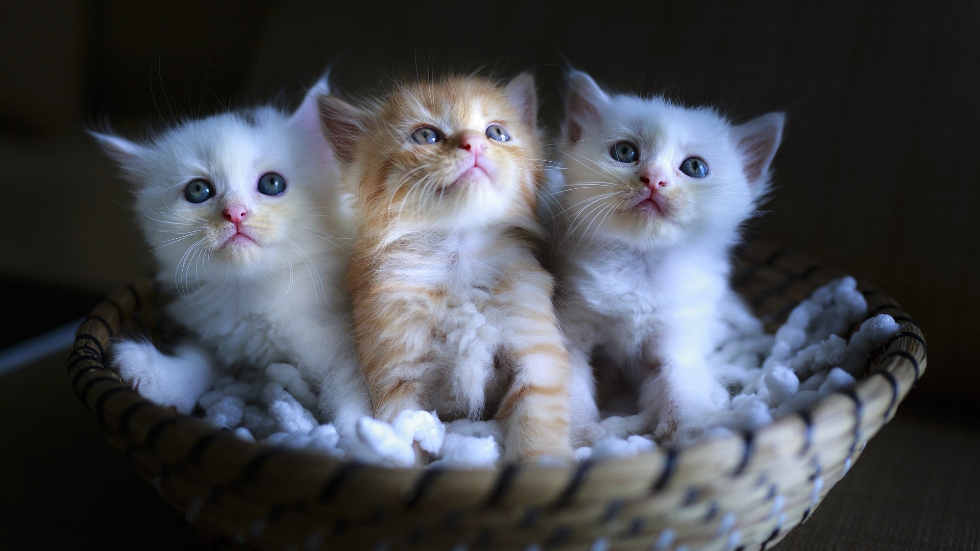 Kittens